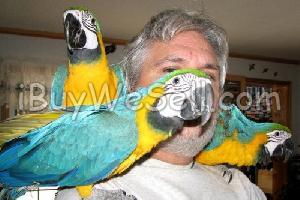Chobby Macaw parrots for sale