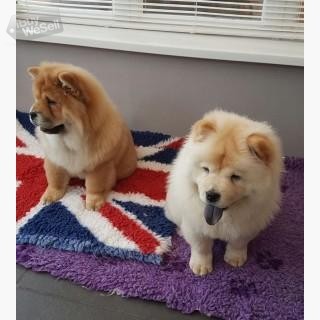 Chow Chow Puppies Available for Adoption