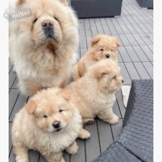 Chow Chow puppies whatsapp:+63-977-672-4607