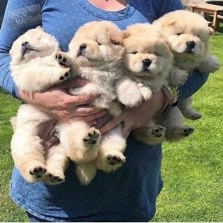 Chowchow puppies are beautifully hairy