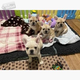 Cool French Bulldog puppies available.