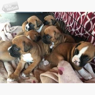 Cute Boxer Puppies,