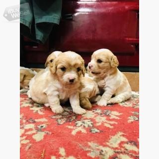 Cute Cavachon Puppies Available.