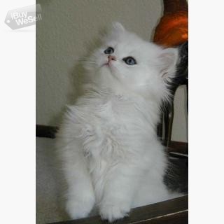 Cute Persian Kittens whatsapp:+63-977-672-4607