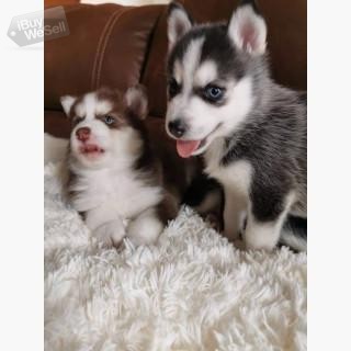 Cute Pomsky puppies