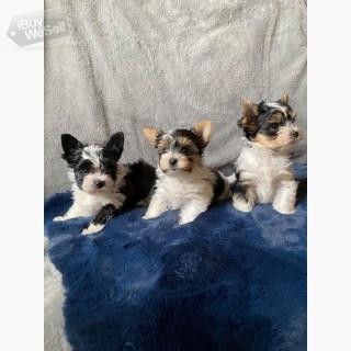 Cute Yorkie Males for Sale