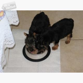 Cute Yorkie Puppies For Good Homes