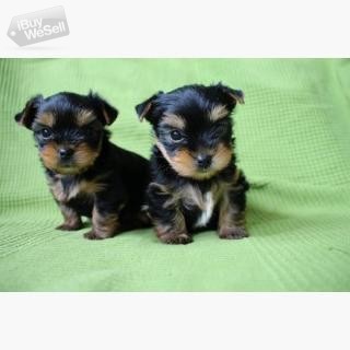 Cute Yorkie Puppies For Good Homes