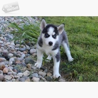 Cute and Adorable Siberian Husky Puppies for Rehoming