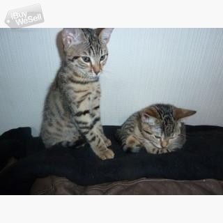 Cute and lovely BENGAl kittens ready to go out to caring