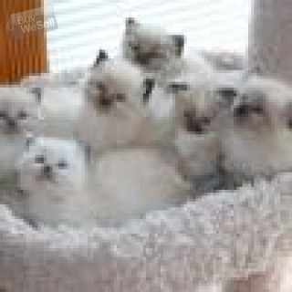 Cute male and female Ragdoll Kittens for sale