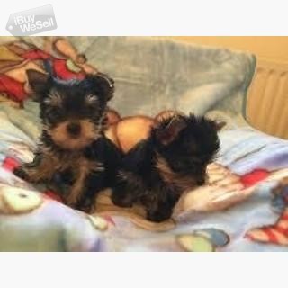 Cute male and female registered teacup yorkie puppies up for a good