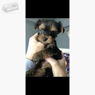 Cute yorkie puppies up for a good