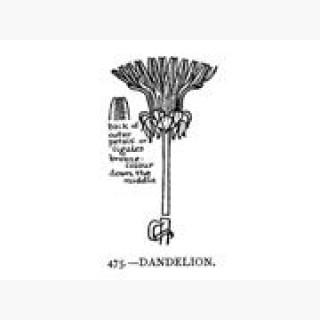 Dandelion Nleontodon Taraxacum Woodcut 17Th Century Poster Print by  (18 x 24)