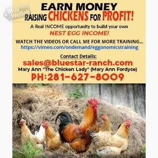 Earn Money Raising Chickens For Profit!