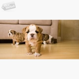 English Bulldog Puppies Available for Adoption