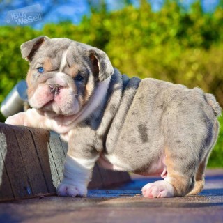 English bulldog puppies Boy and a Girl available For sale