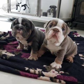 English bulldog puppies for free adoption
