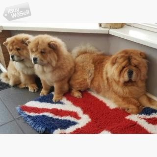 Fantastic Litter Of Chow Chow Puppies