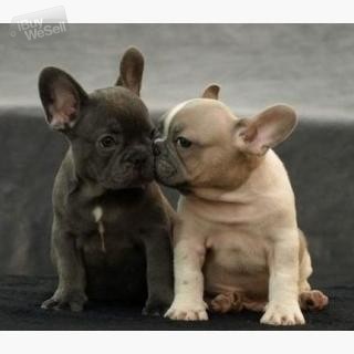 French Bulldog Puppies Ready for Adoption