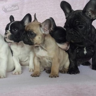 French bulldogs pups available