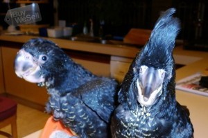 Gang Gang Cockatoo pair
