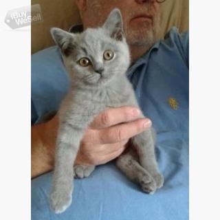 Gccf Registered Pedigree British Shorthair Kittens.