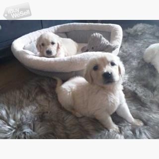 Golden Retriever Puppies for Adoption