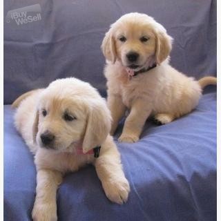 Golden Retriever pups whatsapp:+63-977-672-4607