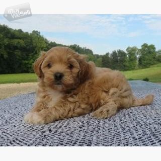 Gorgeous little Maltipu pups whatsapp:+63-977-672-4607.