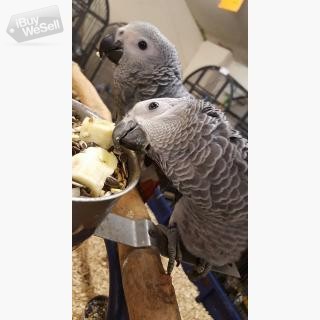 Handreared and Super Tamed African Grey Parrots Available.