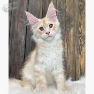 Healthy Maine Coon Kittens For adoption and Rehoming