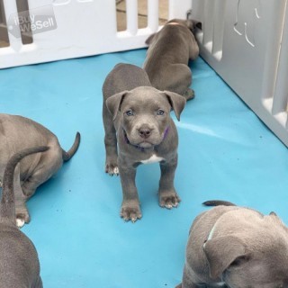 Home Trained Pitbull Puppies Available for sale