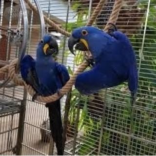 Hyacinth Macaw Parrots available now.