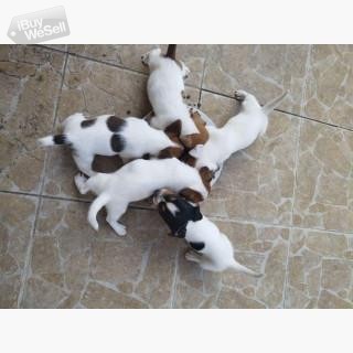 Jack Russell puppies,