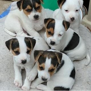 Jack russell puppies