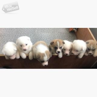Japanese Akita Puppies