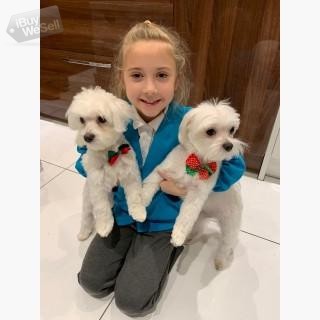 KC Champion Maltese puppies available for re-homing