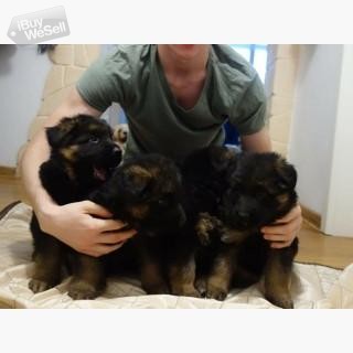 Kc Reg German Shepherd Pups For Sale