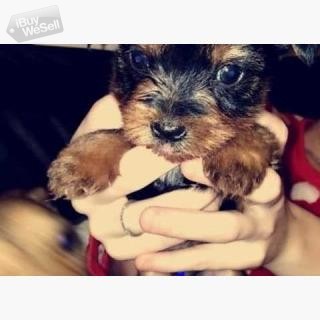 Kc Reg Teacup Yorkie Puppies available for Adoption