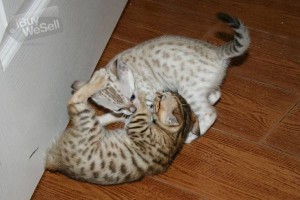 Kittens Bengal