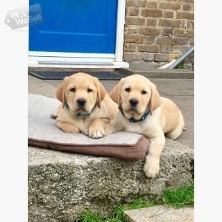 Labrador(purebreed) puppies for Rehoming