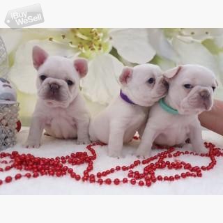 Lilac And Tan French bulldog Puppies,