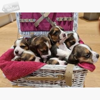 Lovely Beagle Puppies.