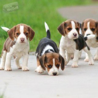 Lovely beagle puppies for sale