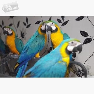 Macaw parrots up for sale