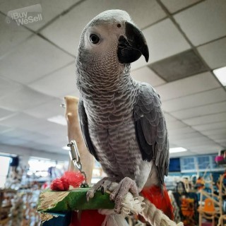 Macaw pattots for sale