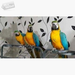 Macaws up for sale
