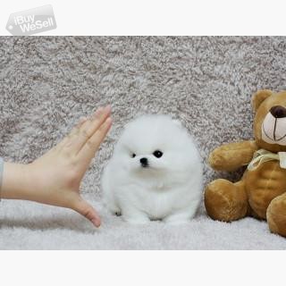 Male And Female Tiny Pomeranian Puppies