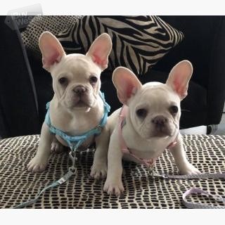 Male and Femal French Bulldogs Puppies For Sale